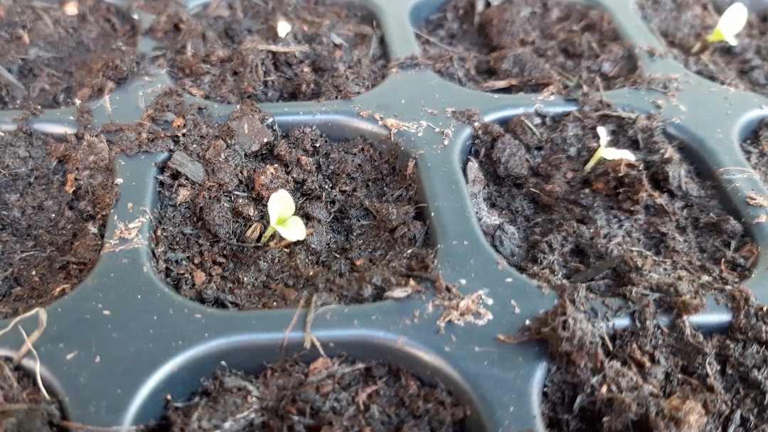 Growing lettuce leaves | A Thorny Pot