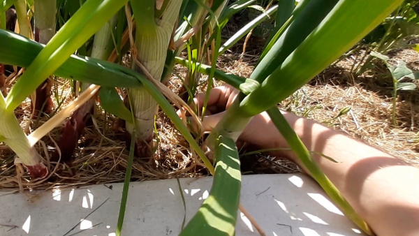 Weeding Onions Back to basics: Weeding | A Thorny Pot
