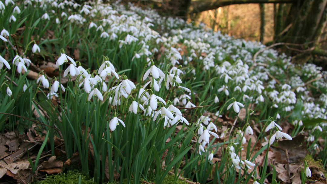 Snowdrops