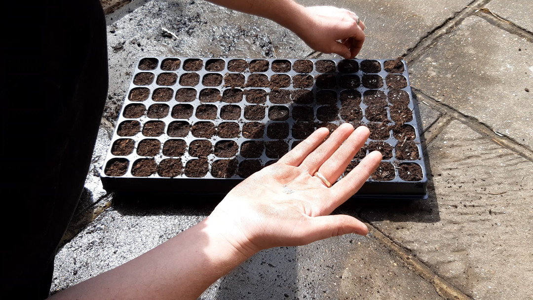 Growing Lettuce Leaves A Thorny Pot