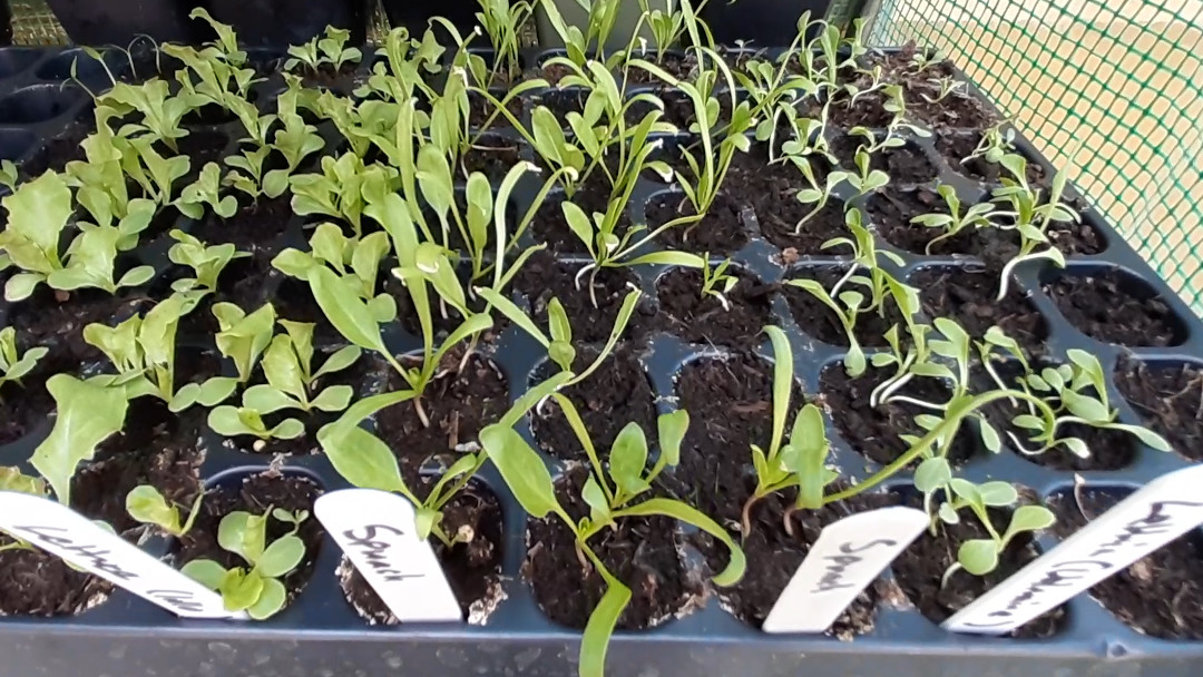 picture of spinach seedlings