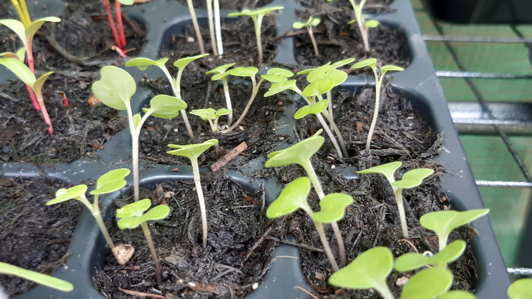 Growing Swede A Thorny Pot